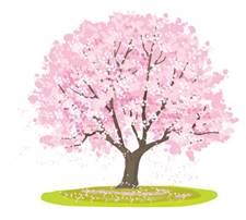 桜の木」の写真素材 | 962,212件の無料イラスト画像 | Adobe Stock
